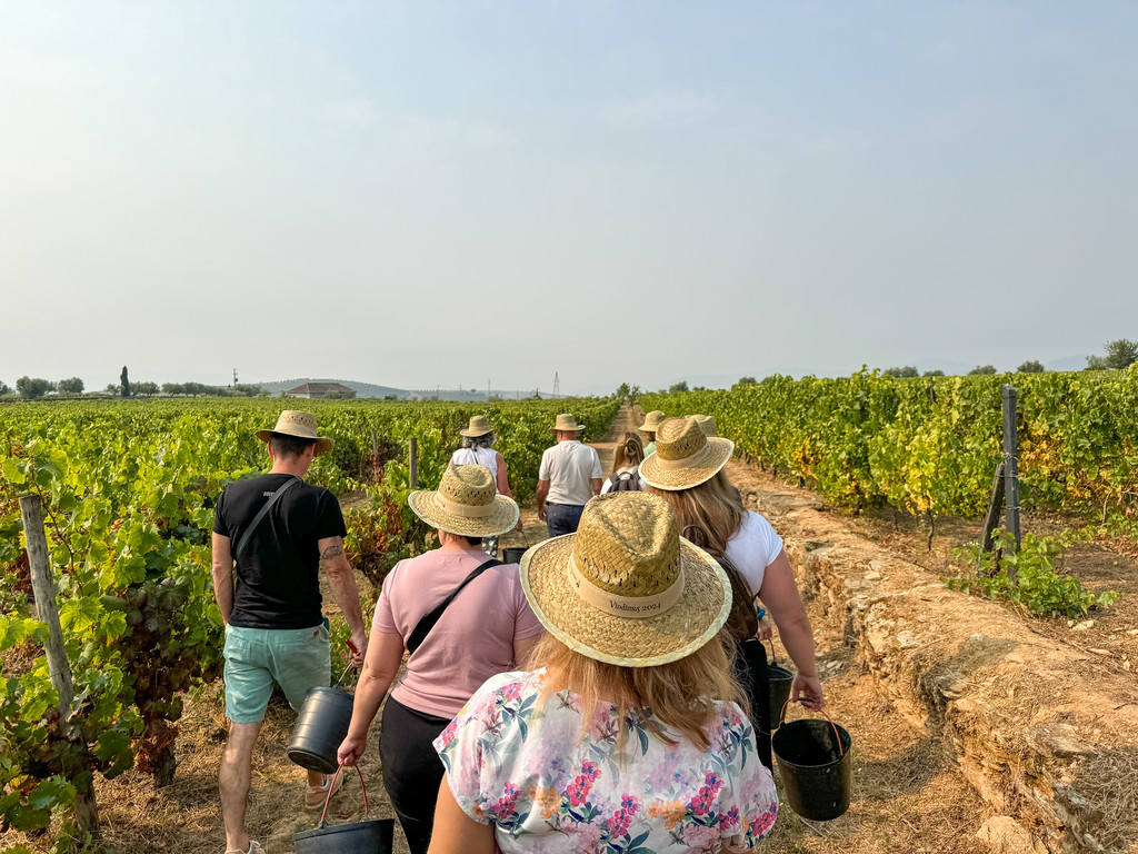 Harvest tour in a Douro Valley vineyard